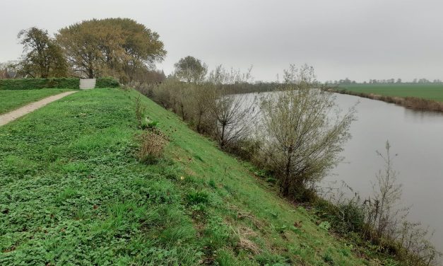 Wilgen knotten in Muiden